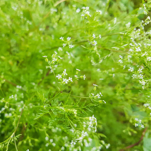 Chervil Plant Vegetable Plants