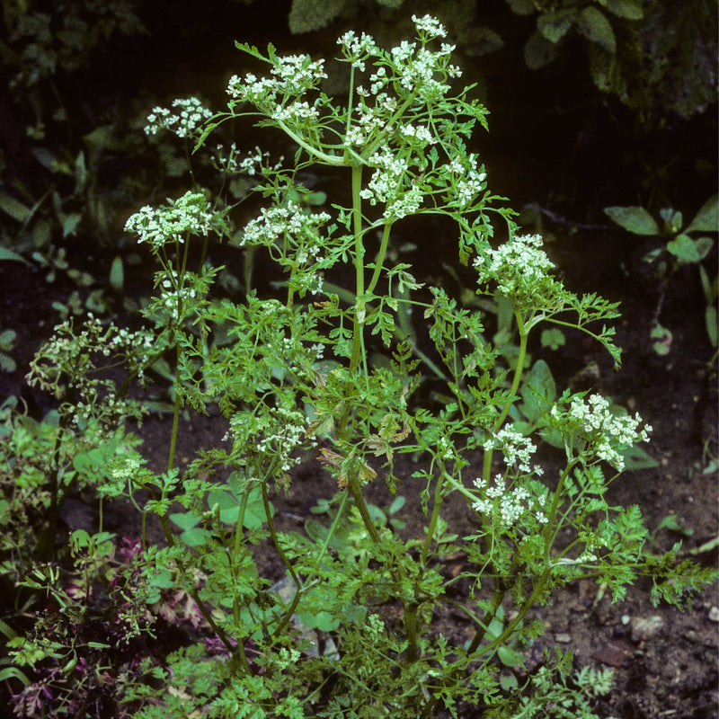 Chervil Plant Vegetable Plants