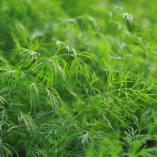 Dill Plant Vegetable Plants