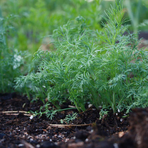 Dill Plant Vegetable Plants