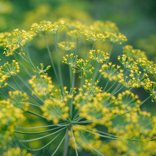 Dill Plant Vegetable Plants