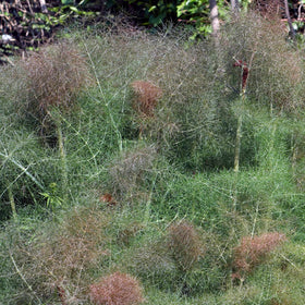 Bronze Fennel Plant Vegetable Plants