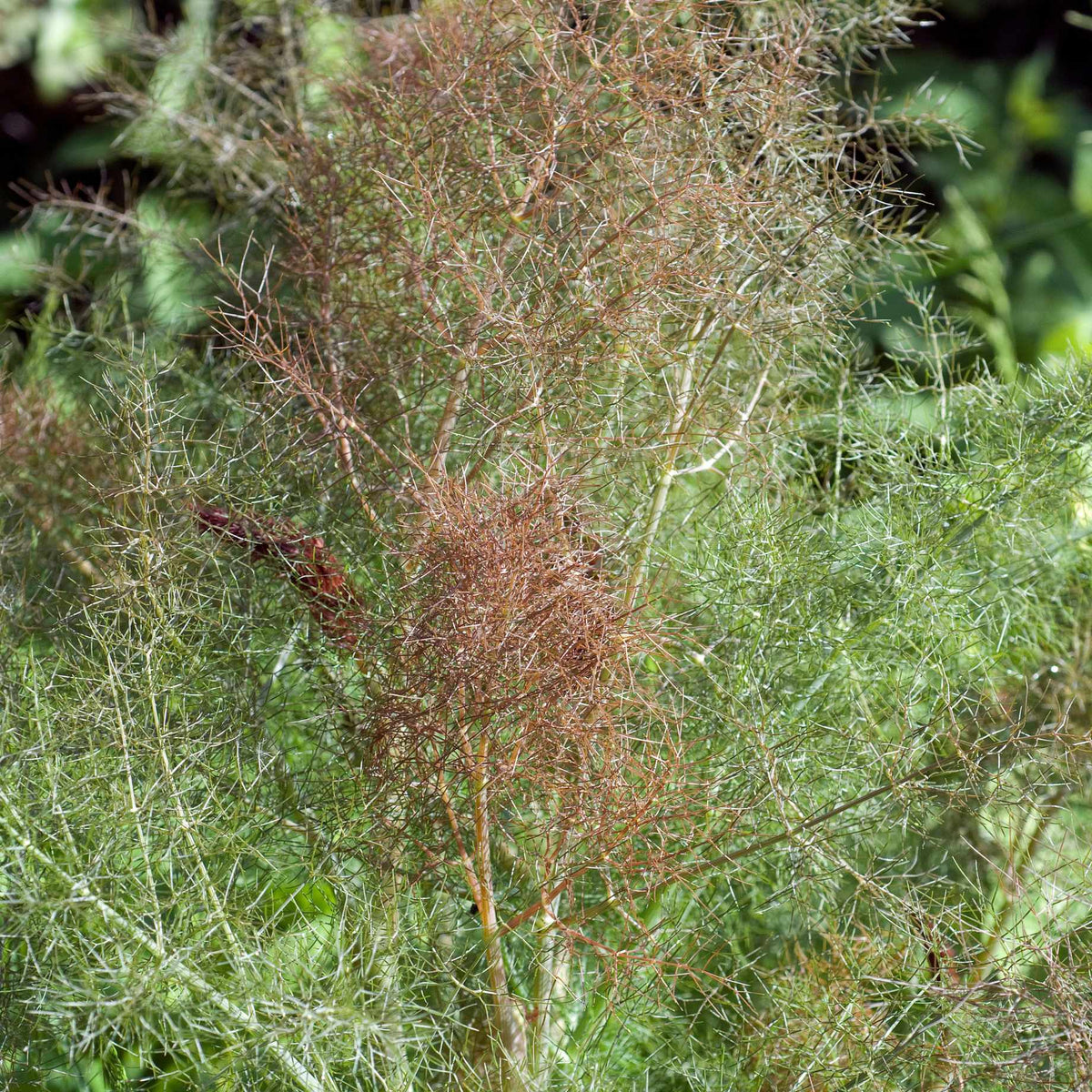 Bronze Fennel Plant - Roots Plants