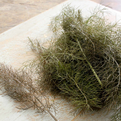 Bronze Fennel Plant Vegetable Plants