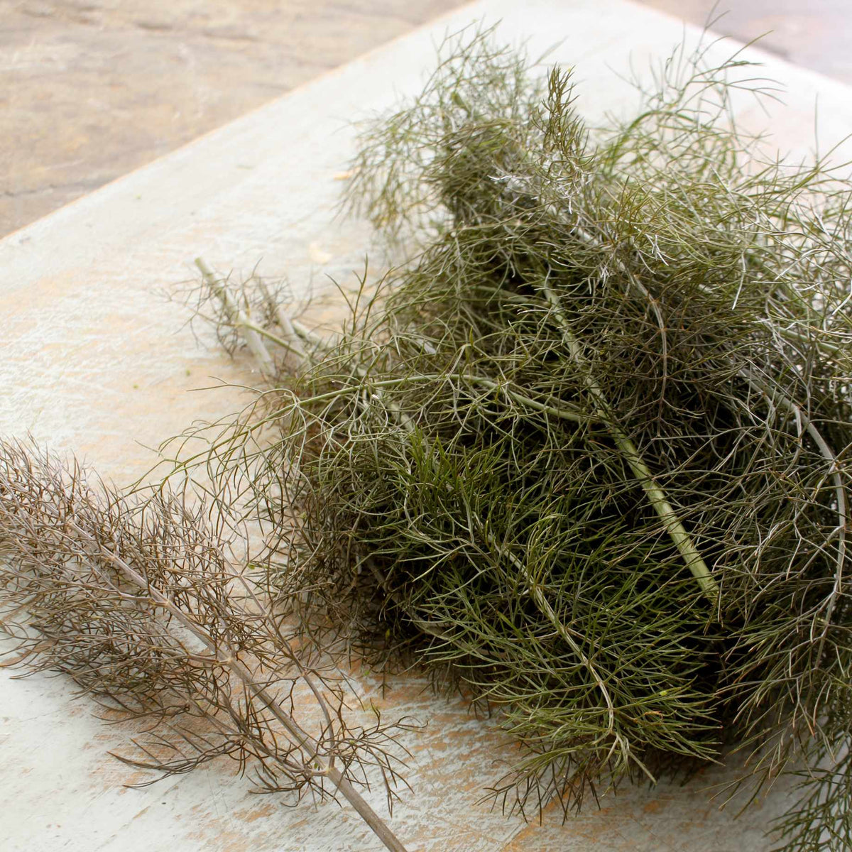 Bronze Fennel Plant - Roots Plants