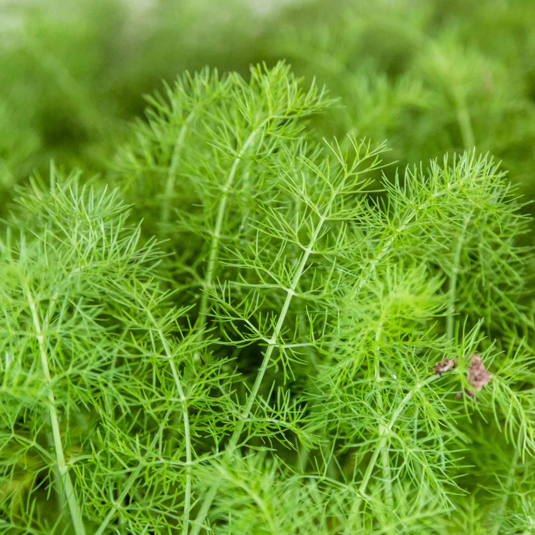 Green Fennel Plant