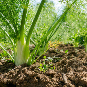 Green Fennel Plant Vegetable Plants