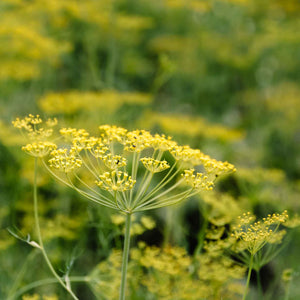 Green Fennel Plant Vegetable Plants