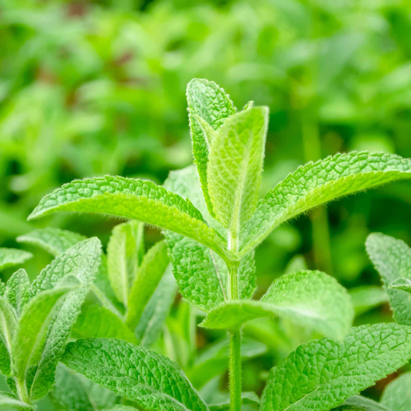 Lemon Balm Plant Vegetable Plants