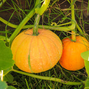 Pumpkin Jack O’Lantern Plant Vegetable Plants