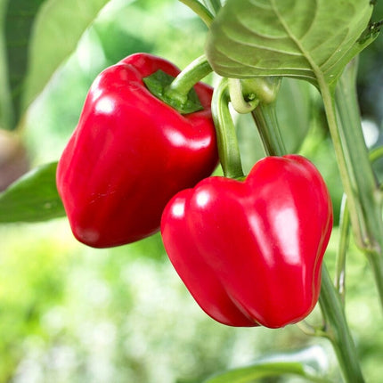 Grafted Red Sweet Pepper 'Maccabi' Plant Vegetable Plants