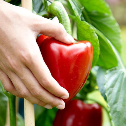 Grafted Red Sweet Pepper 'Maccabi' Plant Vegetable Plants