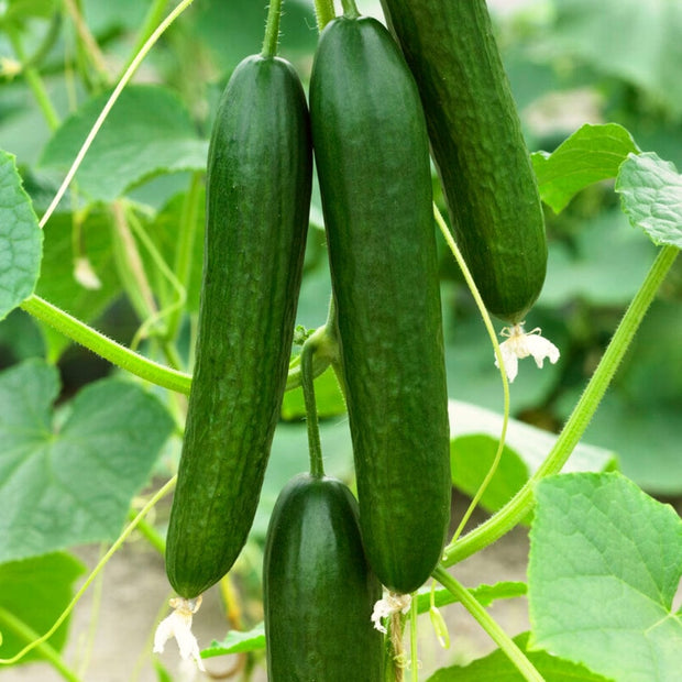 Grafted Cucumber 'Kuper F1' Plant Vegetable Plants