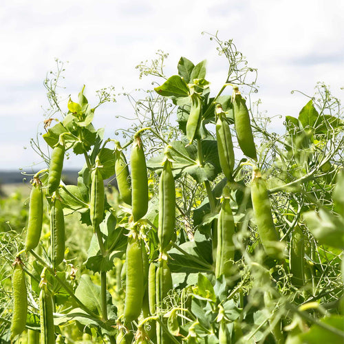 Waverex' Petit Pois Pea Plant Vegetable Plants