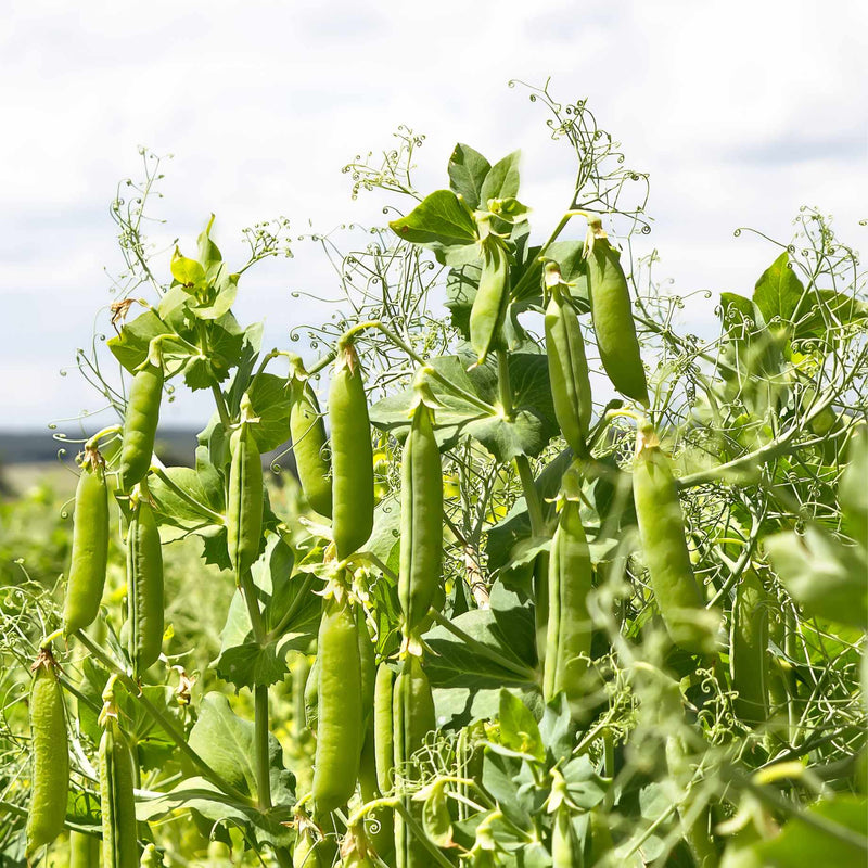 Waverex' Petit Pois Pea Plant Vegetable Plants