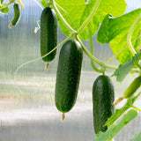 'Minicrisp' Cucumber Plants Vegetables