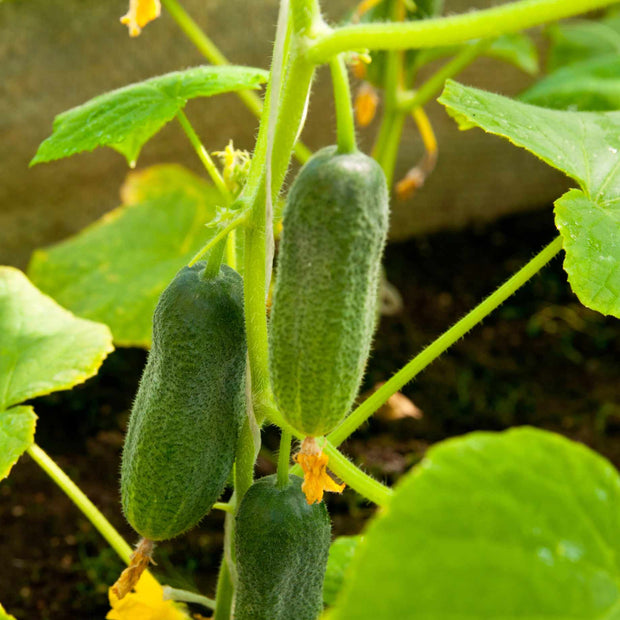 'Minisweet' Cucumber Plants Vegetables