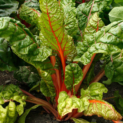 'Bright Lights' Swiss Chard Plants Vegetables