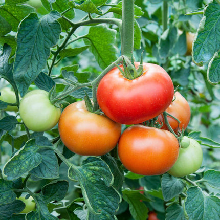 Tomato 'Supersteak' Plant Vegetables