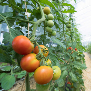 Tomato 'Supersteak' Plant Vegetables