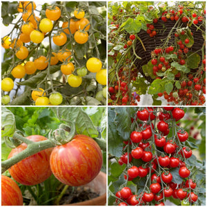 Colourful Tomato Plants Collection Vegetables