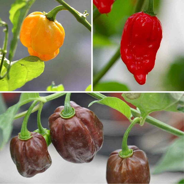 Our Growers' Best Grafted Chilli Plants Collection Vegetable Plants