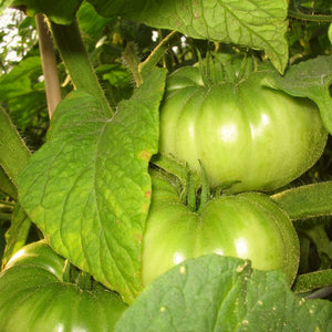 Brandy Wine' Heritage Tomato Plant Vegetable Plants