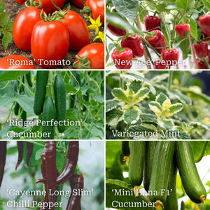 Vegetable Plants for Pots Vegetables