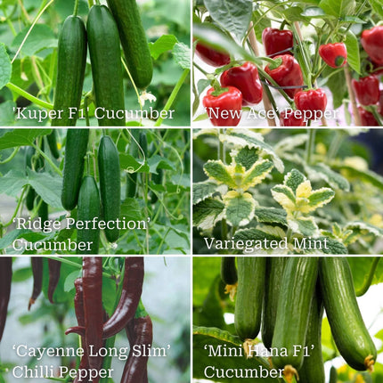 Vegetable Plants for Pots Vegetables