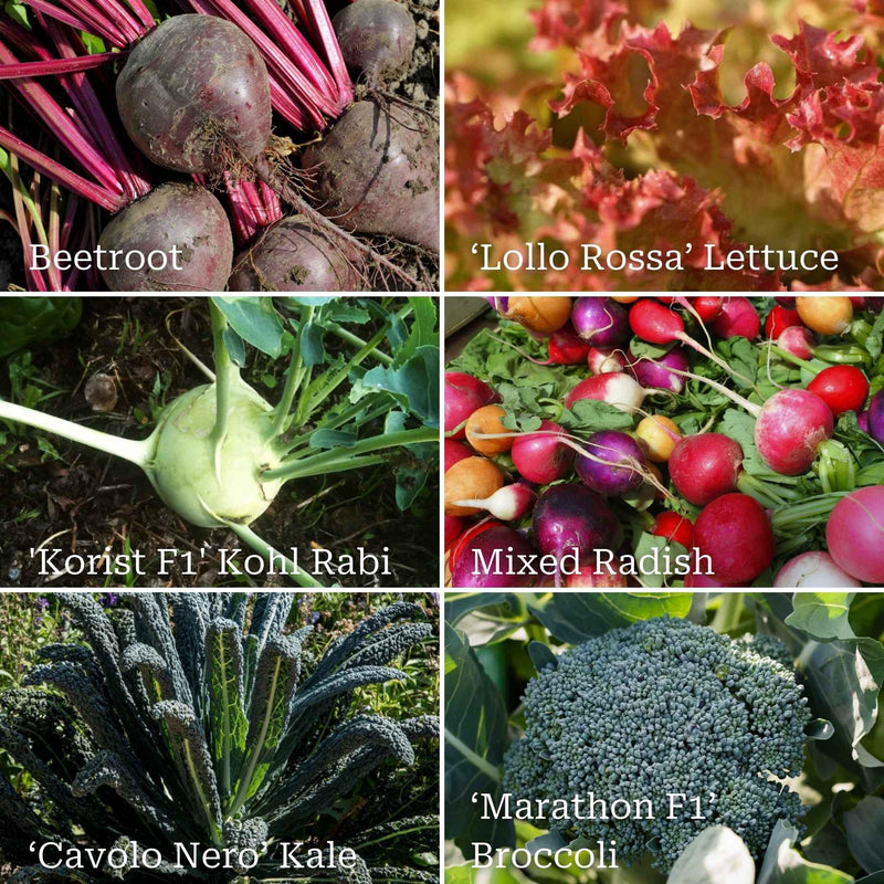 Best Vegetables for Shade | Grower's Choice Vegetables