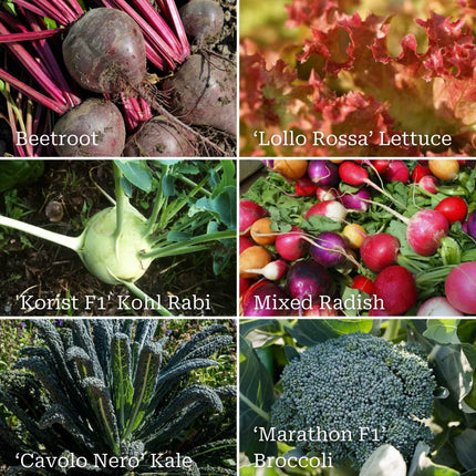 Best Vegetables for Shade | Grower's Choice Vegetables