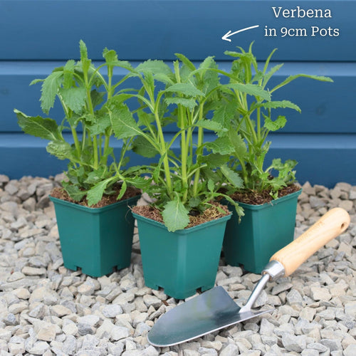 Verbena bonariensis Perennial Bedding