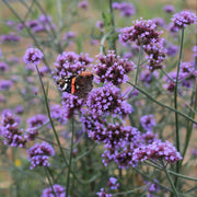 Verbena bonariensis Perennial Bedding
