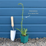Veronica 'Inspire Blue' Perennial Bedding