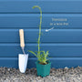 Veronica 'Inspire Blue' Perennial Bedding
