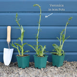 Veronica 'Inspire Blue' Perennial Bedding