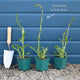 Veronica 'Inspire Blue' Perennial Bedding