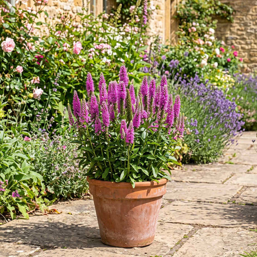 Veronica 'Ronica Fuchsia' Perennial Bedding