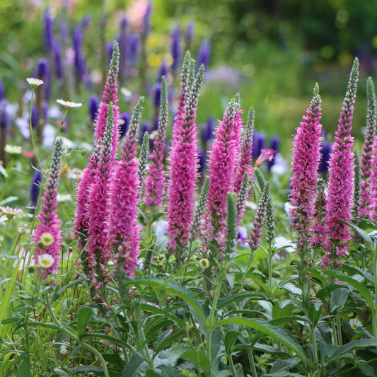 Veronica 'Ronica Fuchsia' Perennial Bedding