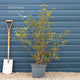 Viburnum burkwoodii Shrubs