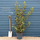 Viburnum bodnantense 'Charles Lamont' Shrubs