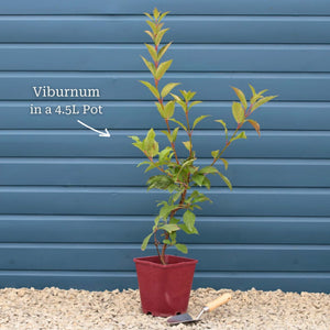 Arrowwood | Viburnum x bodnantense 'Dawn' Shrubs