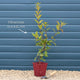 Arrowwood | Viburnum x bodnantense 'Dawn' Shrubs