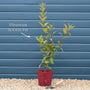 Arrowwood | Viburnum x bodnantense 'Dawn' Shrubs