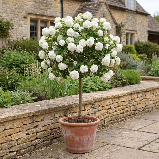 Patio Viburnum Tree | Viburnum 'Eskimo' Shrubs