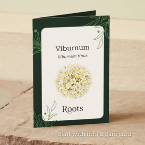 The Viburnum Gift Gift Option