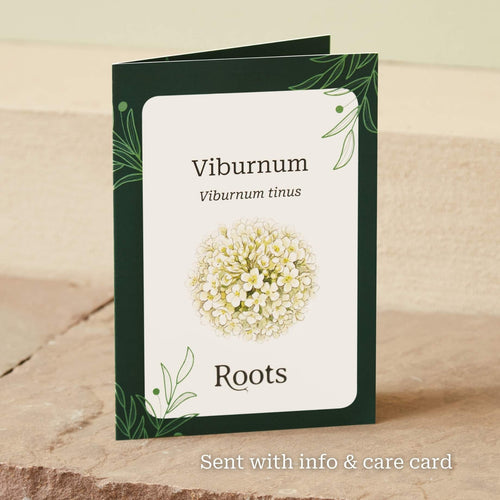 The Viburnum Gift Gift Option