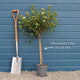 Patio Viburnum 'Eve Price' | Viburnum tinus Ornamental Trees