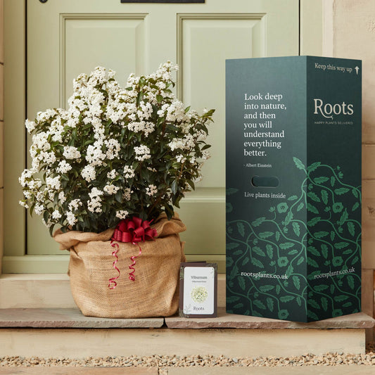 The Viburnum Gift Gift Option