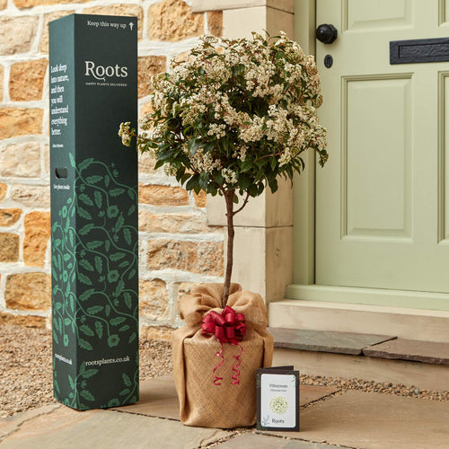 The Patio Viburnum Tree Gift Gift Option